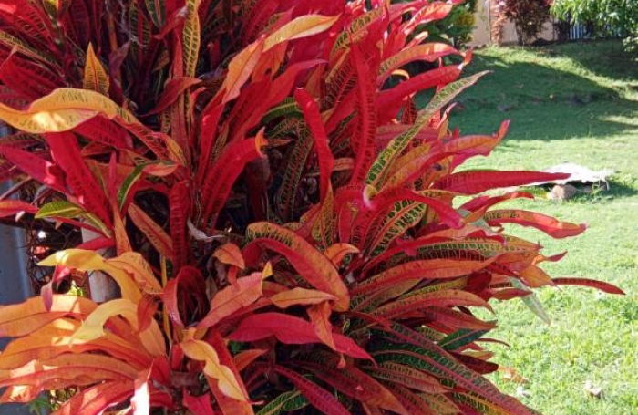 Vente Immeuble 240m&sup2; 12 pi&#232;ces Le Marigot