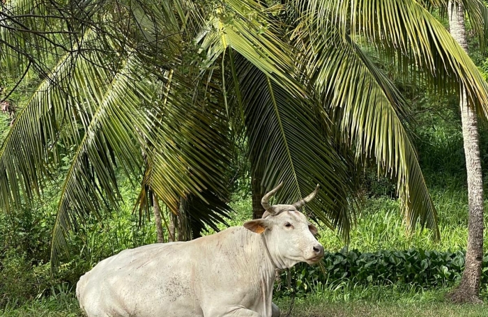 Vente Appartement 35m&sup2; 2 pi&#232;ces Sainte Anne