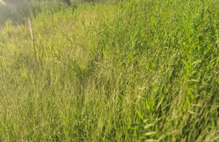 Vente Terrain 517m&sup2; Schoelcher