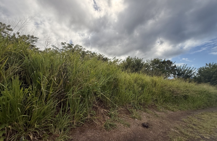 TERRAIN CONSTRUCTIBLE VUE MER - 442 M2 - SAINT-PIERRE