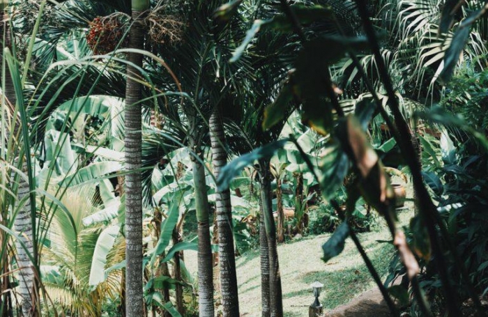 Ensemble 4 habitations + 4 piscines - Terrain 4845m2 - RIVIERE PILOTE