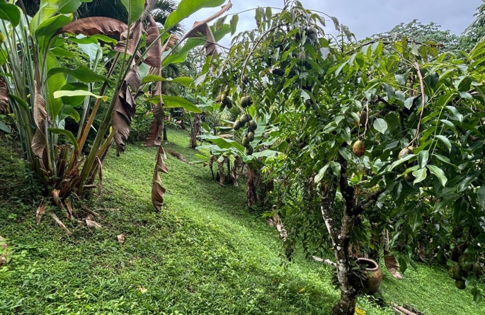 Ensemble 4 habitations + 4 piscines - Terrain 4845m2 - RIVIERE PILOTE