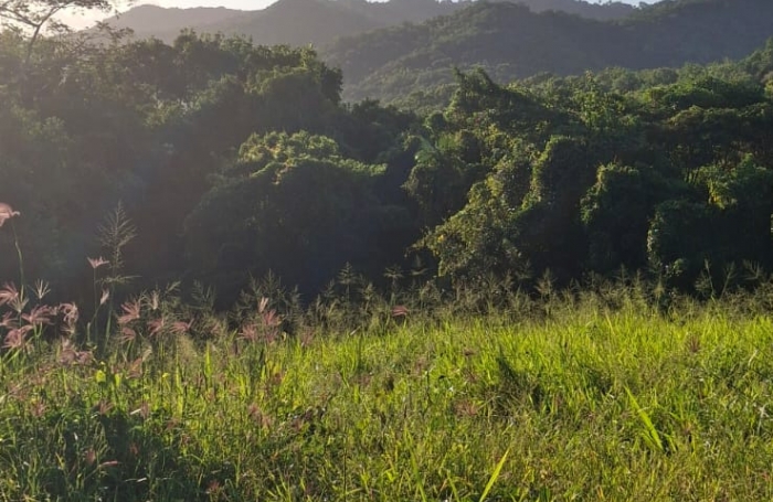 Terrain &agrave; vendre au quartier Concorde - TROIS-ILETS