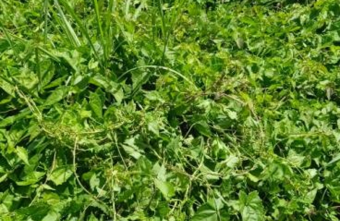 Vente Terrain 556m&sup2; Basse-Pointe