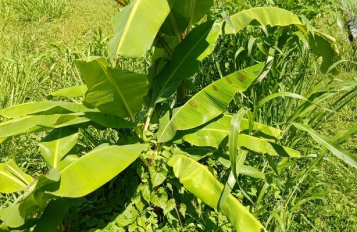 Vente Terrain 556m&sup2; Basse-Pointe