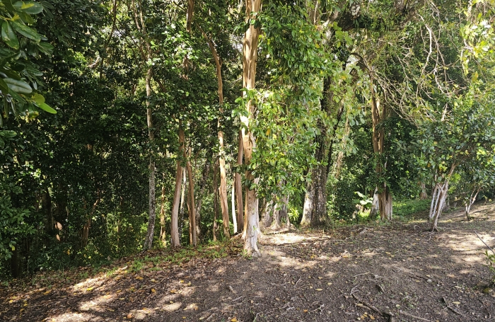 Maison F4 sur 5 071 m2 de terrain, constructible en partie - SCHOELCHER