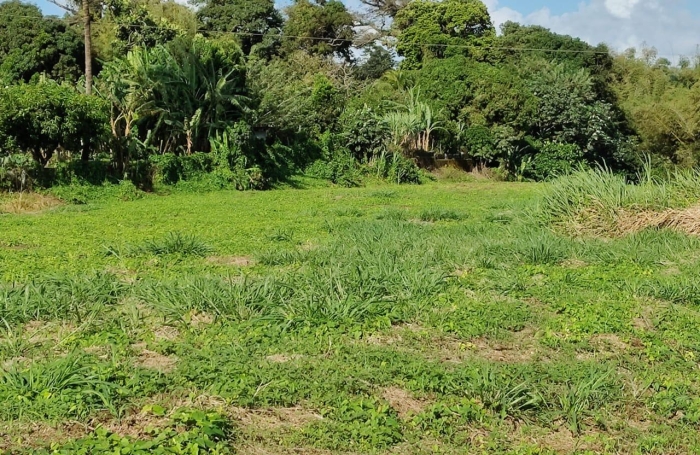 Beau terrain plat - Basse-Pointe