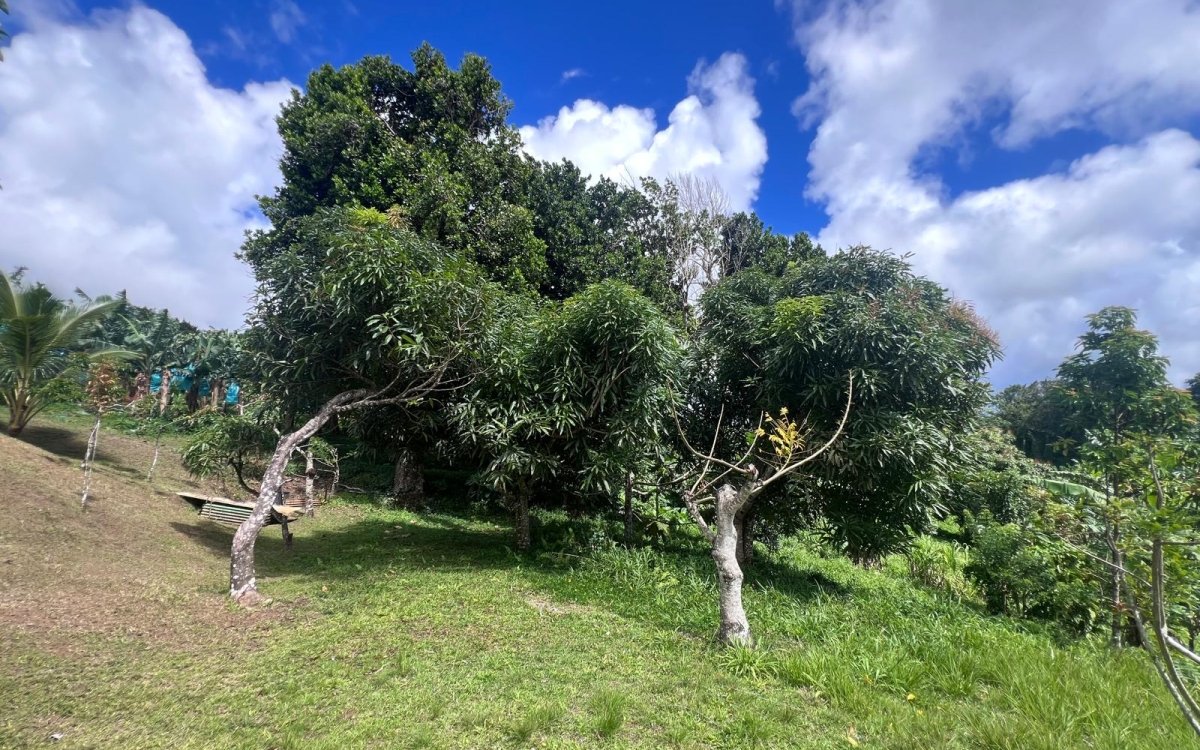 Le Gros-Morne Terrain 4 435 m&sup2; 472 500 &euro; FAI