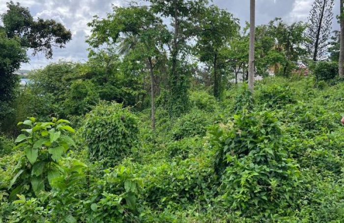 Vente Terrain 983m&sup2; Le Robert