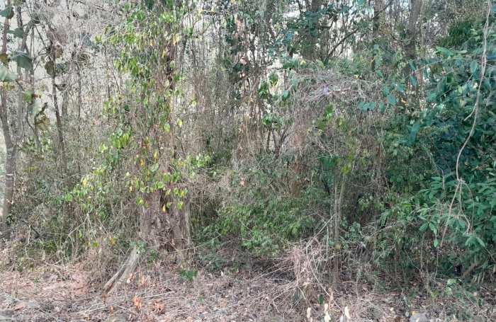 Vente Terrain 1389m&sup2; Le Diamant