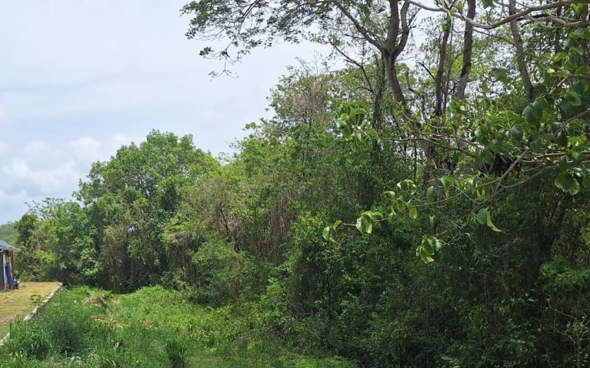 TERRAIN &Agrave; VENDRE &ndash; RIVI&Egrave;RE-SAL&Eacute;E &ndash; 890 m&sup2; / 130 000 &euro;