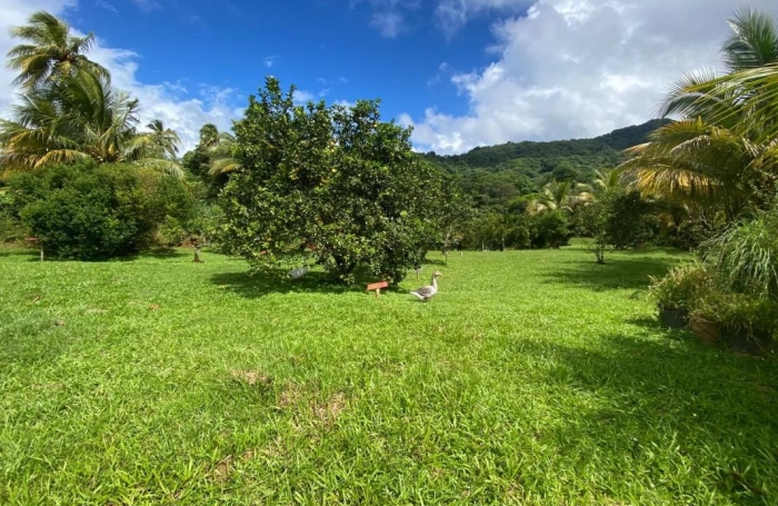 Location Appartement 26m&sup2; 1 pièce Le Morne Rouge