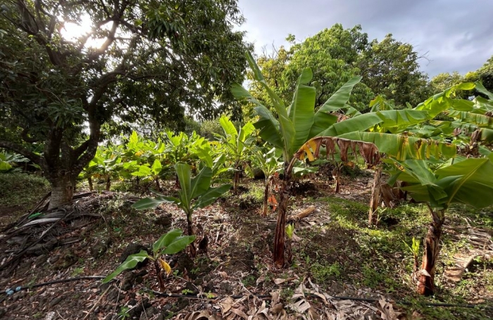 Vente Terrain 544m&sup2; Ravine des Cabris