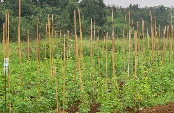 Vente Maison 320m&sup2; 10 pi&#232;ces Saint Louis