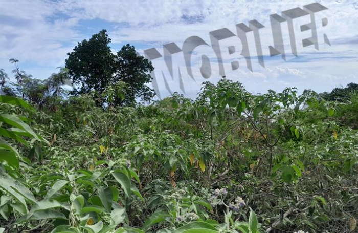 Vente Terrain 5500m² Les Avirons