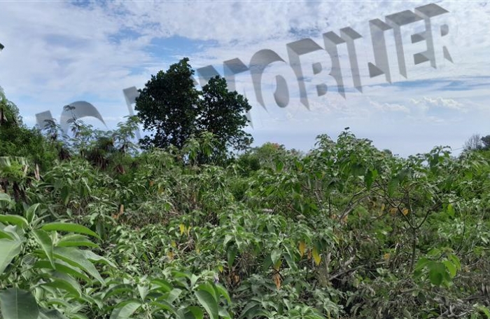 Vente Terrain 5500m² Les Avirons