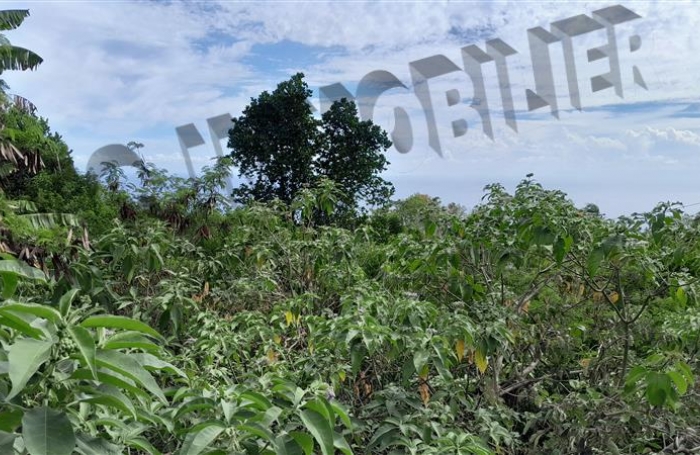 Vente Terrain 5500m² Les Avirons