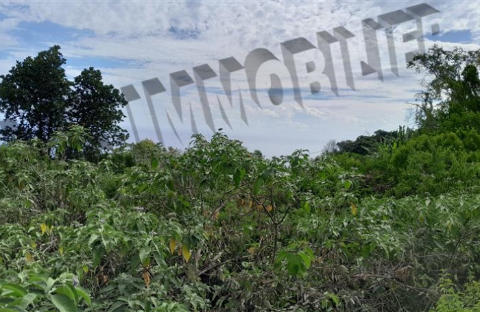 Vente Terrain 5500m² Les Avirons