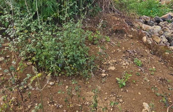 Vente Terrain 1997m&sup2; Saint Gilles Les Hauts