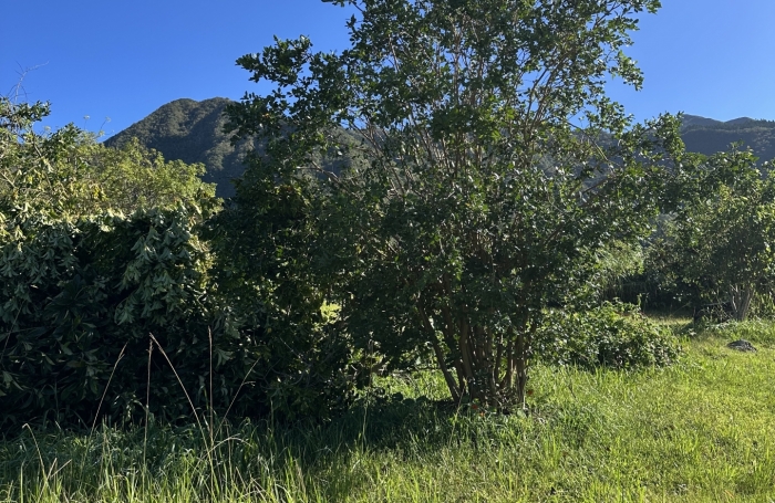 Vente Terrain 509m&sup2; Rivière Saint Louis