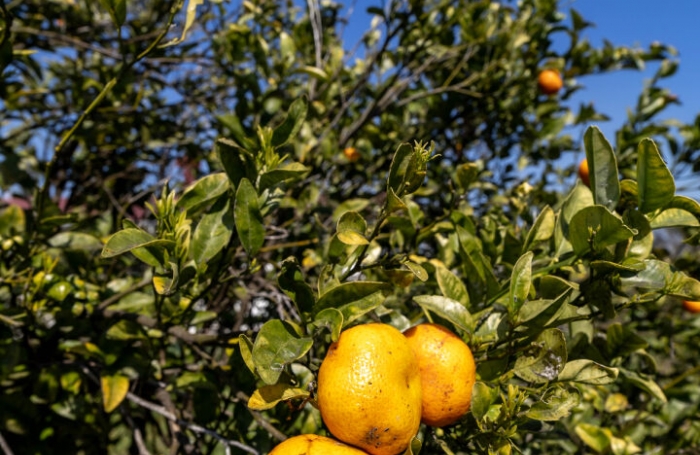 Vente Maison 300m&sup2; 8 pi&egrave;ces Plaine des Cafres