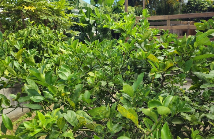 Vente Maison 101m&sup2; 4 pièces Bois de Nefles St Paul