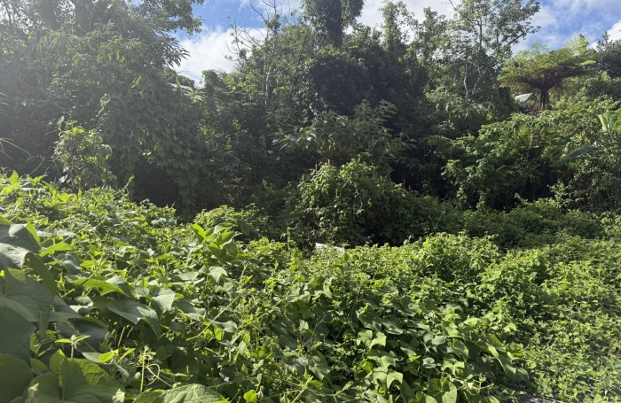 TAMPON 97430 - TERRAIN PLAT - ENTIEREMENT CONSTRUCTIBLE  - FORT POTENTIEL