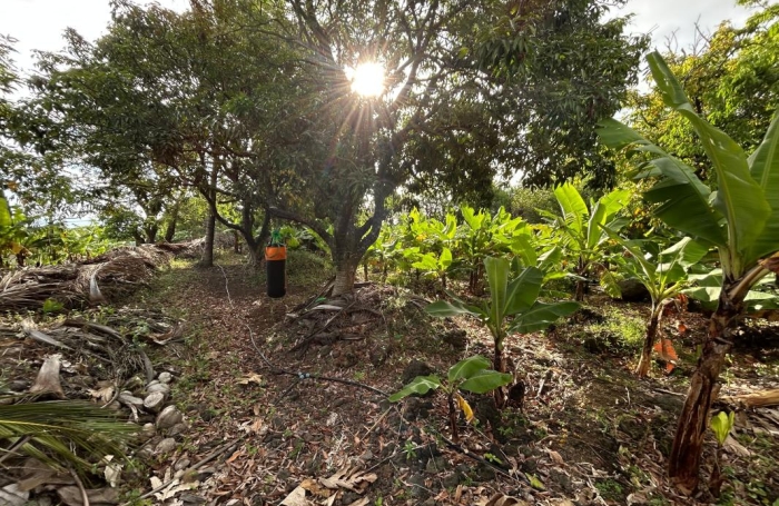 Vente Terrain 544m&sup2; Ravine des Cabris