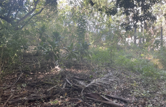 TAMPON 3 Mares - Terrain constructible avec vaste espace bois&eacute; en Zone Naturelle