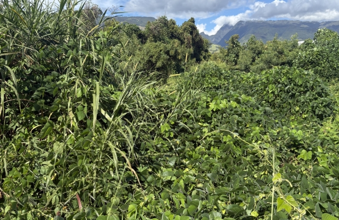 Vente Terrain 3600m&sup2; Sainte Marie