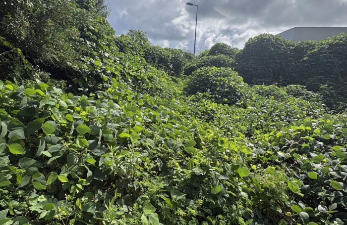Vente Terrain 1353m&sup2; Sainte Marie